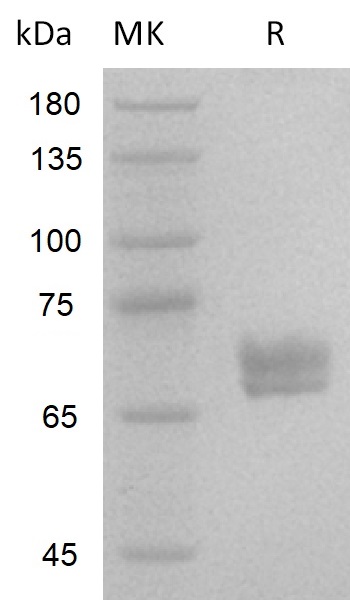 Human Wnt3a V3+SDS-PAGE.jpg